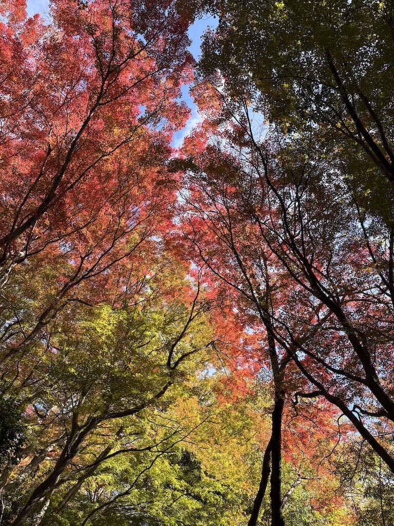 autumn leaves Osaka